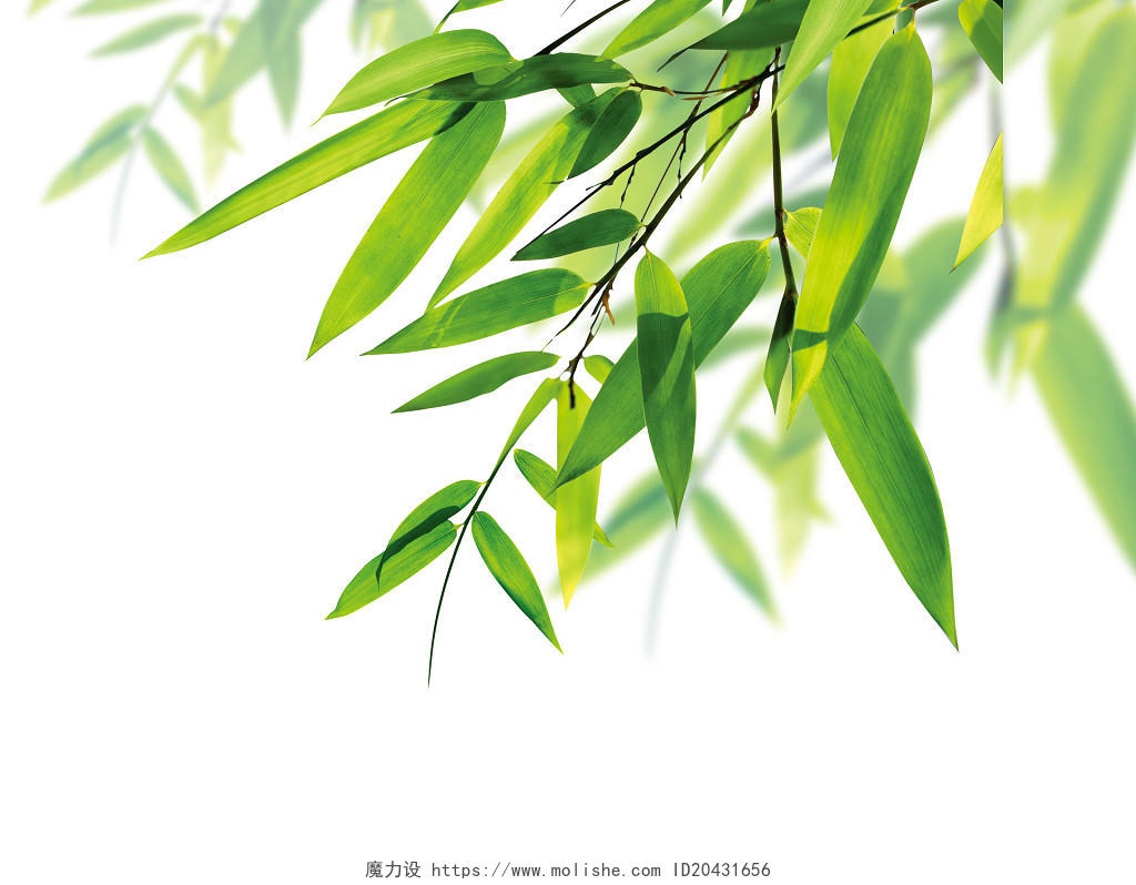 绿色简约手绘竹子竹叶植物元素PNG素材